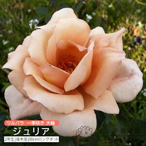 co G炫  w WA x 2N ڂؕc i NC~O[Y j o oc KN c yqy