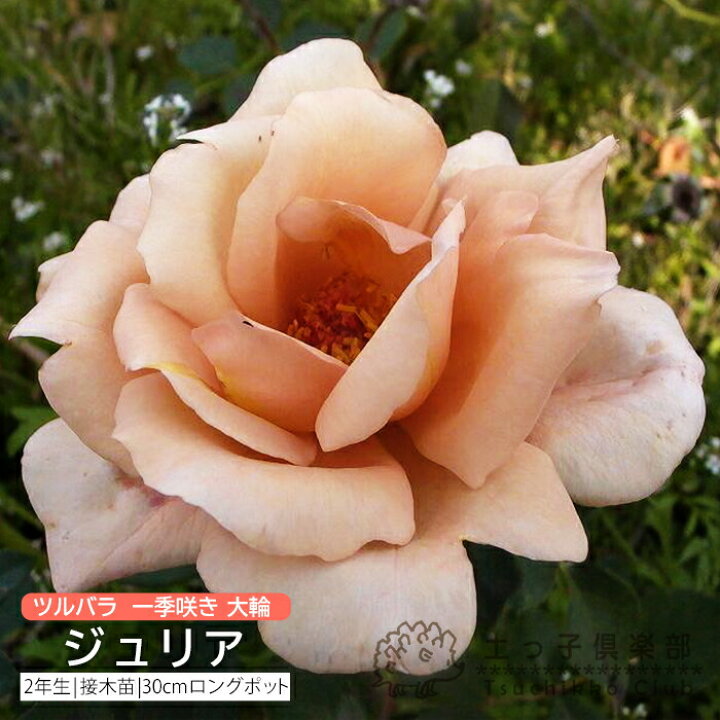 楽天市場】ツルバラ 一季咲き 大輪 『 ジュリア 』 2年生 接ぎ木苗 