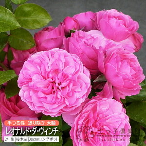 co Ԃ炫  w IihE_EB` x 2N ڂؕc i VFu[Y 鐫 j o oc KN c yqy