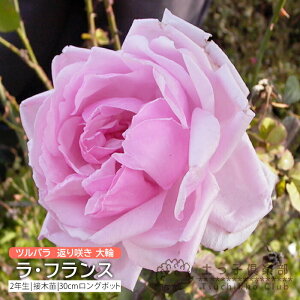 co Ԃ炫  w EtX x 2N ڂؕc i NC~O[Y j o oc KN c yqy