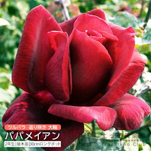 co Ԃ炫  wppCAx 2N ڂؕc i NC~O[Y j o oc KN c yqy