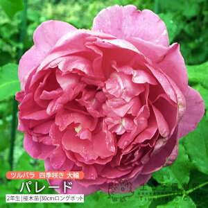 co lG炫  w p[h x 2N ڂؕc i NC~O[Y j o oc KN c yqy