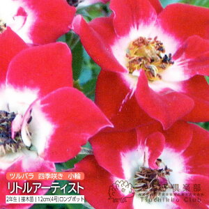 co lG炫  w gA[eBXg x 2N ڂؕciNC~O[Yj o oc KN c yqy