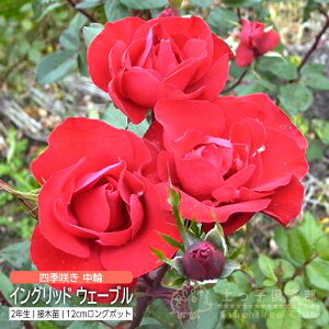 lG炫  w CObg EF[u x 2N ڂؕc i to_[Y j o oc KN c yqy