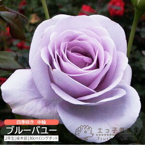 lG炫  w u[o[ x 2N ڂؕc i to_[Y j o oc KN c yqy