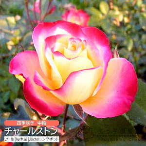 lG炫  w `[Xg x 2N ڂؕc i to_[Y j o oc KN c yqy