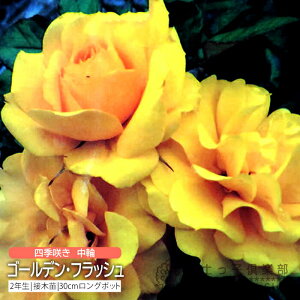 lG炫  w S[fEtbV x 2N ڂؕc i to_[Y j o oc KN c yqy