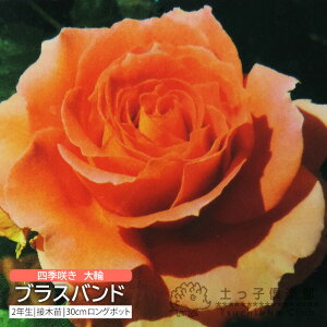 lG炫  w uXoh x 2N ڂؕc i to_[Y j o oc KN c yqy