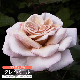 四季咲き 大輪 『 グレイパール 』 2年生 接ぎ木苗 （ ハイブリットティーローズ ） バラ バラ苗 薔薇 苗木 土っ子倶楽部