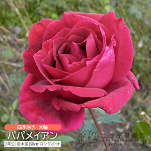 y102420g10OFFN[|Ώہz lG炫  w ppCA x 2N ڂؕc i nCubgeB[[Y j o oc KN c yqy