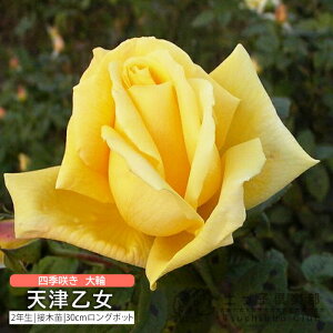 lG炫  VÉ A}cIg 2N ڂؕc i nCubgeB[[Y j o oc KN c yqy