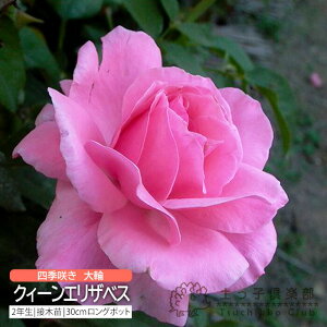 lG炫  w NB[GUxX x 2N ڂؕc i nCubgeB[[Y j EaKN o oc KN c yqy