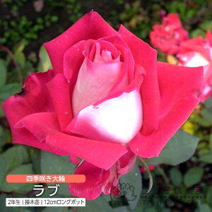 lG炫  w u x 2N ڂؕc i nCubgeB[[Y j o oc KN c yqy