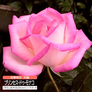 lG炫  w vZXEhDEiR x 2N ڂؕc i nCubgeB[[Y j o oc KN c yqy