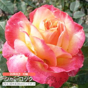 lG炫  w V[RbN x 2N ڂؕc i nCubgeB[[Y j o oc KN c yqy