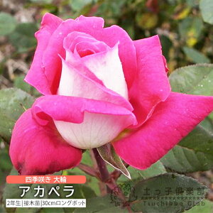 y102420g10OFFN[|Ώہz lG炫  w AJy x 2N ڂؕc i nCubgeB[[Y j o oc KN c yqy