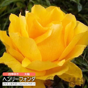 lG炫  w w[tH_ x 2N ڂؕc i nCubgeB[[Y j o oc KN c yqy