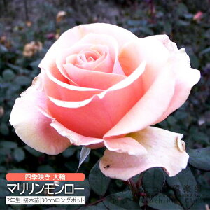 lG炫  w }[ x 2N ڂؕc i nCubgeB[[Y j o oc KN c yqy