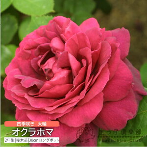 y102420g10OFFN[|Ώہz lG炫  w INz} x 2N ڂؕc i nCubgeB[[Y j o oc KN c yqy