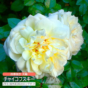 lG炫  w `CRtXL[ x 2N ڂؕc i nCubgeB[[Y j o oc KN c yqy