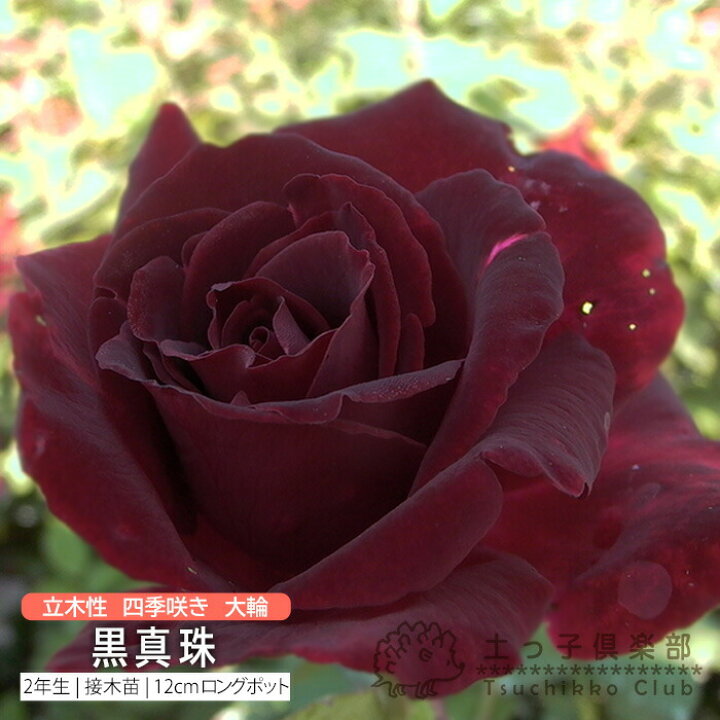 楽天市場 四季咲き 大輪 黒真珠 2年生 接ぎ木苗 ハイブリットティーローズ 花と緑の専門店 土っ子倶楽部