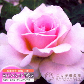 四季咲き大輪 『ヨハン・シュトラウス』 2年生接ぎ木苗 （ハイブリットティーローズ） バラ バラ苗 薔薇 苗木 土っ子倶楽部