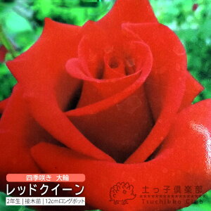 y102420g10OFFN[|Ώہz lG炫  w bhNC[ x 2N ڂؕc i nCubgeB[[Y j o oc KN c yqy