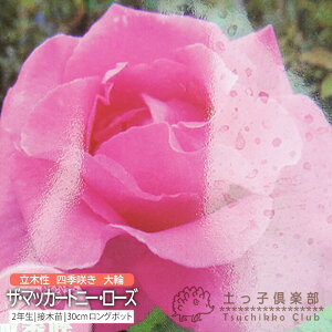 y102420g10OFFN[|Ώہz lG炫  w UE}bJ[gj[E[Y x 2N ڂؕc i nCubgeB[[Y j o oc KN c yqy