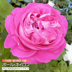 I[h[Y Ԃ炫  w |[ElC x 2Nڂؕc i鐫j o oc KN c yqy