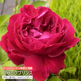 オールドローズ 「ブラックプリンス」 2年生接ぎ木苗 バラ バラ苗 薔薇 苗木 土っ子倶楽部