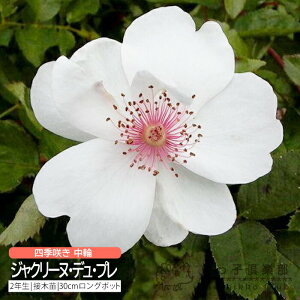 I[h[Y lG炫  w WN[kEfEv x 2N ڂؕc o oc KN c yqy