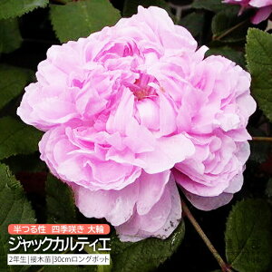 【10月24日20時から使える20%OFFクーポン対象】 オールドローズ 四季咲き 大輪 『ジャックカルティエ』 2年生 接ぎ木苗 (半つる性) バラ バラ苗 薔薇 苗木 土っ子倶楽部