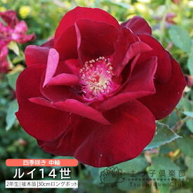 オールドローズ 四季咲き 中輪 『ルイ14世』 2年生 接ぎ木苗 バラ バラ苗 薔薇 苗木 土っ子倶楽部