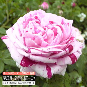 I[h[Y G炫 woGK[^EfBE{[jx 2Nڂؕc i鐫j  o oc KN c yqy