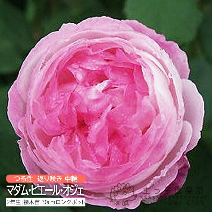 楽天市場】オールドローズ 返り咲き 中輪 『 マダム・ピエール・オジェ 