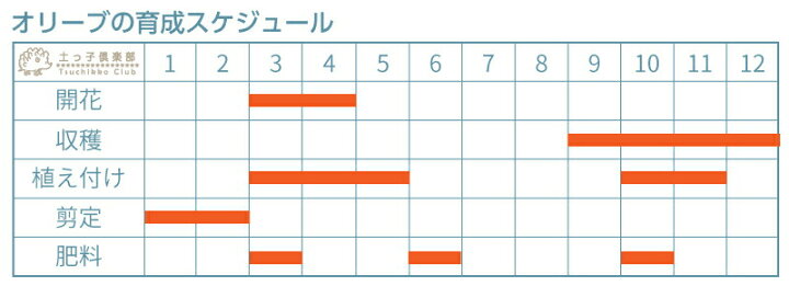 楽天市場 オリーブ 2品種植え 2年生 5号スリット鉢 ネバディロブランコ ミッション ワッガベルダル アルベキナ ベルダーレ フラントイオ 花と緑の専門店 土っ子倶楽部 楽天市場 オリーブ 2品種植え 2年生 5号スリット鉢 ネバディロブランコ ミッション ワッガベルダル アルベキナ ベルダーレ フラントイオ 花と緑の専門店 土っ子倶楽部