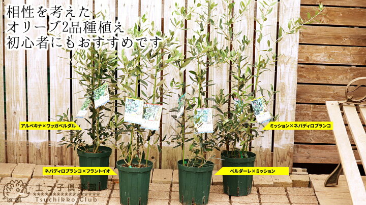 楽天市場 オリーブ 2品種植え 2年生 5号スリット鉢 ネバディロブランコ ミッション ワッガベルダル アルベキナ ベルダーレ フラントイオ 花と緑の専門店 土っ子倶楽部