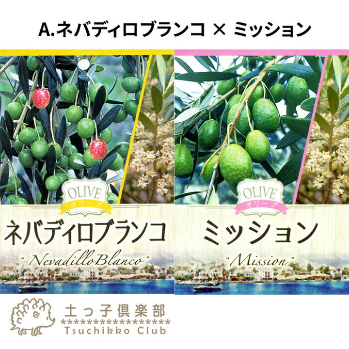 楽天市場 オリーブ 2品種植え 2年生 5号スリット鉢 ネバディロブランコ ミッション ワッガベルダル アルベキナ ベルダーレ フラントイオ 花と緑の専門店 土っ子倶楽部