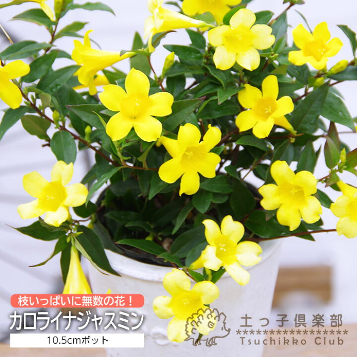 楽天市場】カロライナジャスミン 10.5cmポット苗 ツル性 花木 かぼく 