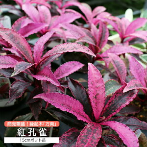 w gE i xjNWN jx15cn|bgc y  z