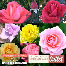 アウトレット バラ 2年生 12cmポット苗（2個セット）バラ 薔薇 バラ苗 苗 苗木 アウトレット 訳あり 四季咲き オールドローズ ツルバラ 品種おまかせ 土っ子倶楽部