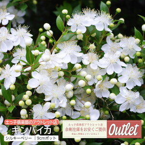 AEgbg MoCJ ~  VL[x[ 9cm|bgc 