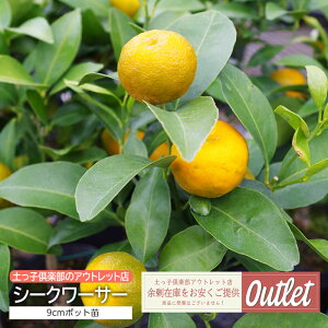 AEgbg V[N[T[ 9cm|bg ڂؕc