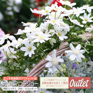 AEgbg N}`X  J[g}j[W[ 2N 10.5cm|bgc