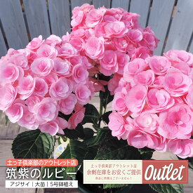 アウトレット アジサイ 筑紫のルビー 5号鉢植え 福岡のあじさい（2025年開花予定大株）
