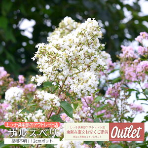 AEgbg TXx 12cm|bgc (is) Ẳ