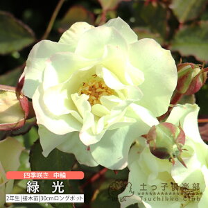 lG炫  w Ό x 2N ڂؕc i to_[Y j o oc KN c yqy
