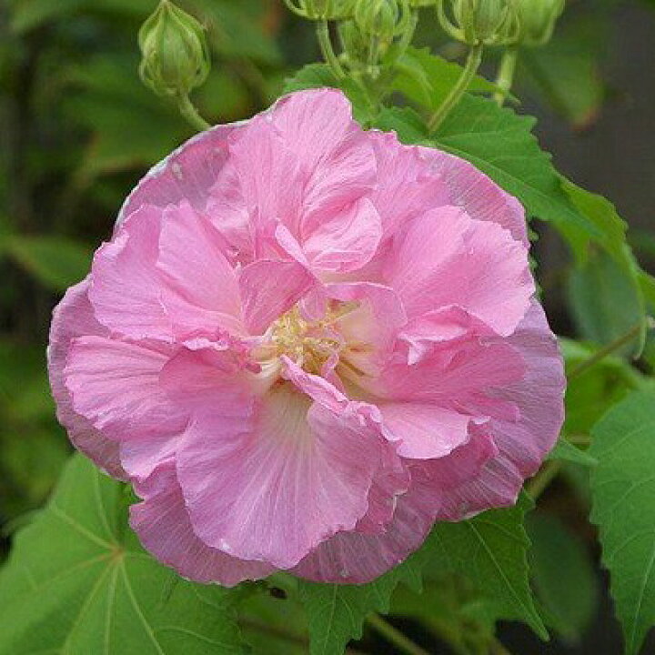 楽天市場】酔芙蓉 （ スイフヨウ ） 9cmポット苗 フヨウ 芙蓉 花木 