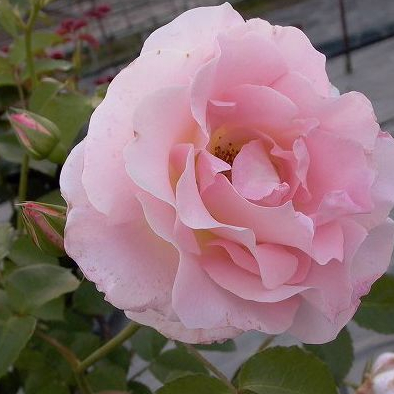 バラを育てる喜び 庭やベランダで咲くバラたち ツルバラ 大輪 ロココ 2年生