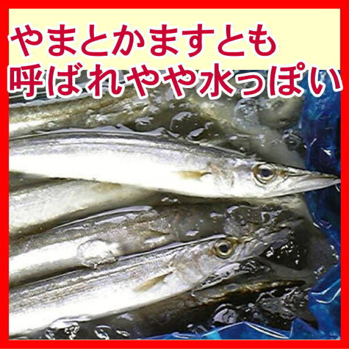 楽天市場 水かます ヤマトかます ２枚 沼津無添加カマスひもの産地直送 駿河湾特急